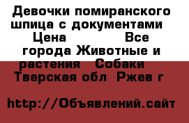 Девочки помиранского шпица с документами › Цена ­ 23 000 - Все города Животные и растения » Собаки   . Тверская обл.,Ржев г.